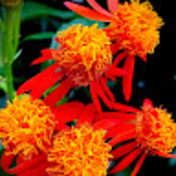 Meet your Posher, Mia - Picture 1 of 1